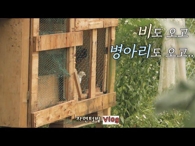 [June-3] Why We're No Longer Raising Native Chickens / How to Protect Our Crops from High Humidity