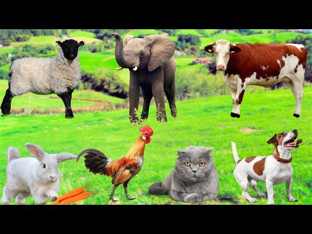 Familiar animals - Cow, Dog, Chicken, Rabbit, Sheep, Goat, Cat, Pig - Beautiful Animals