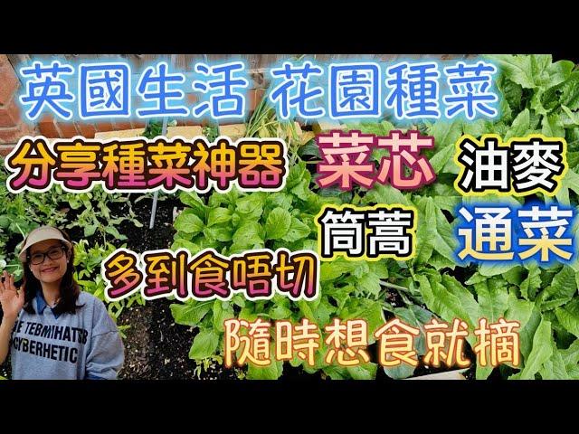 英國花園種菜 用種菜神器 輕鬆種出 菜芯 油麥 筒蒿 通菜