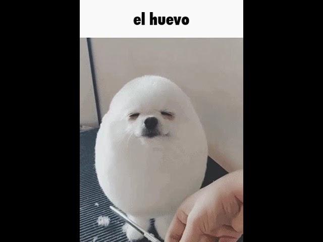 El huevo