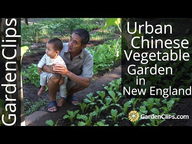 Urban Chinese Vegetable Garden in New Haven, CT - Growing Asian Vegetables in the US