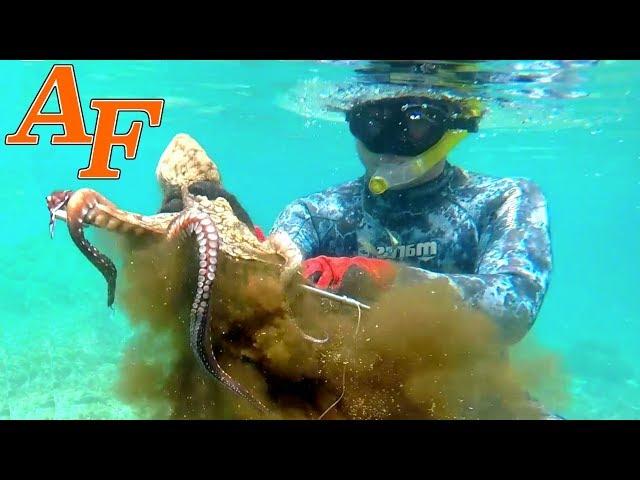 Spear Fishing Octopus Catch and Cook on the Great Barrier Reef EP.423