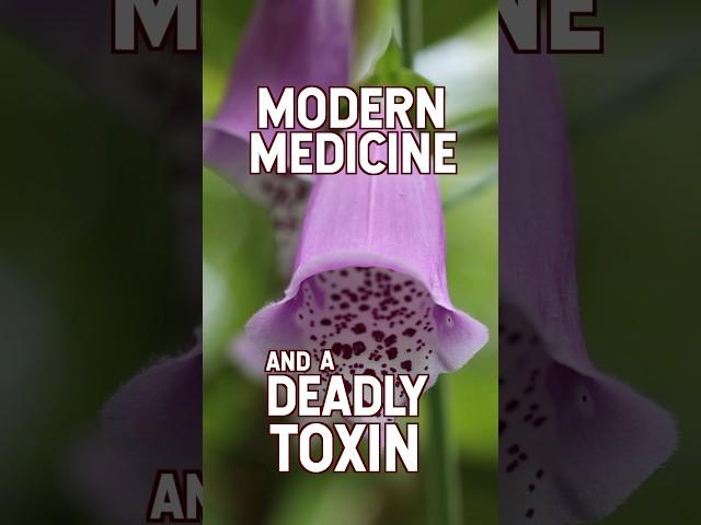 This is why FOXGLOVE is so powerful and beneficial! #herbalife #medicinalplants #herbalmedicine