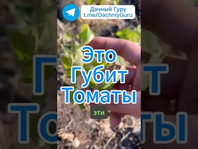Эти вредители губят ваши помидоры! #томаты #помидоры #грядки #огород #дача #садоводство #сад