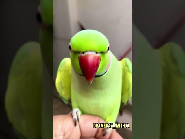#funny #parrot #viralvideo #comedy #ytshorts #shortsfeed