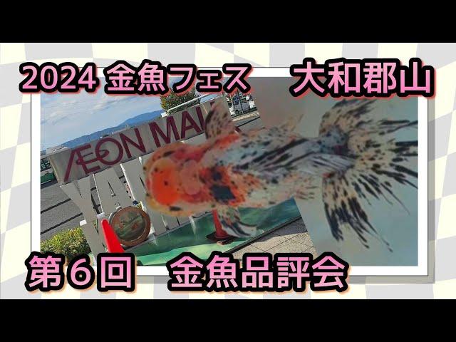 2024金魚フェス️大和郡山 第６回 金魚品評会