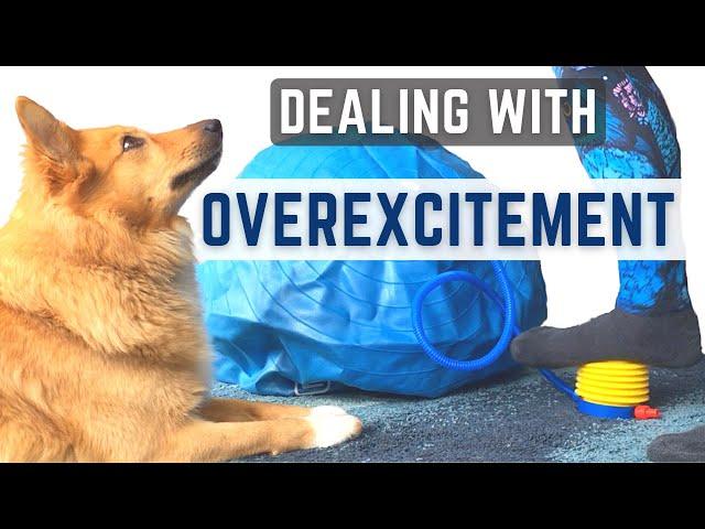 DEALING WITH OVEREXCITEMENT - Icelandic Sheepdog Sara (Redirecting Unwanted Behaviour)