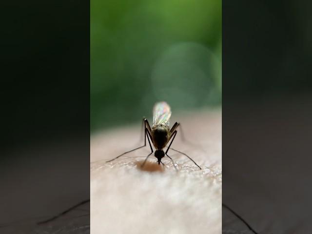 #macrophotography #nature #macro #camera #макро #mosquito