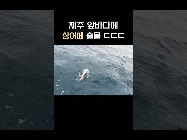 요즘 정말 위험한 제주 앞바다 상황