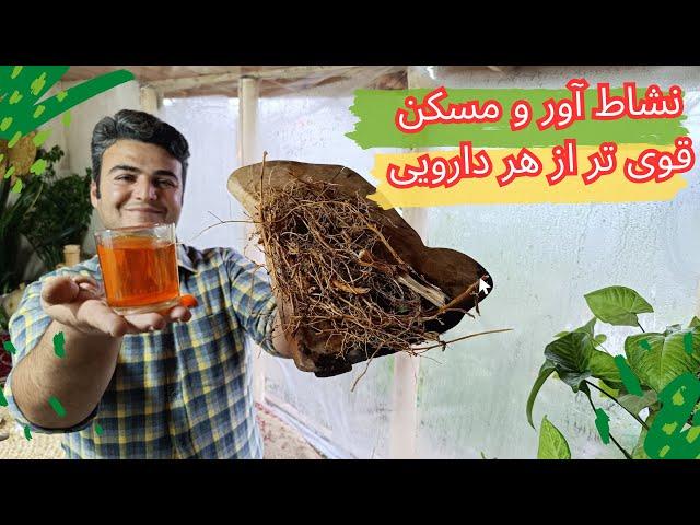 داروی محرک و نشاط بخش بهترین برای ترک مواد مخدر ریشه این درخت رو شاید شما هم در خانه دارید