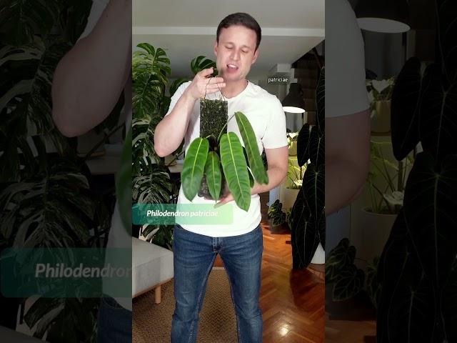 10 sexy houseplants! Check out the full video ⬆️ #mosspole