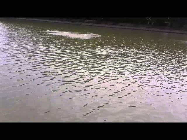 dragon micro cat saga 650  rc boat upgrade first crash