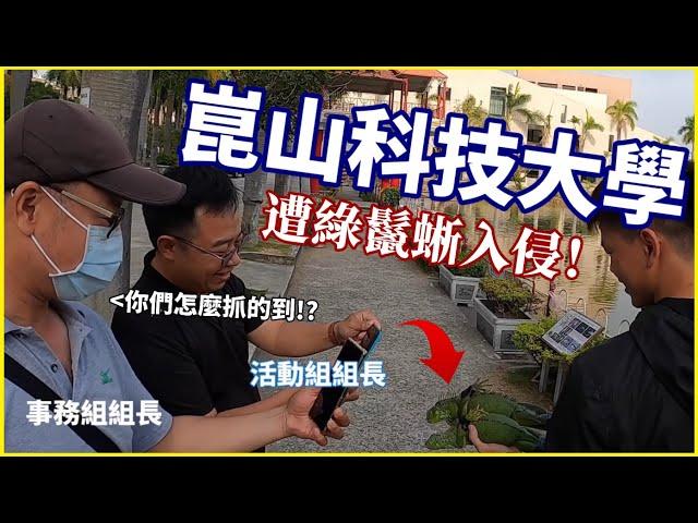 【緊急！】崑山科技大學竟遭綠鬣蜥入侵！組長主任驚奇「你們怎麼抓的到？」擋到他人財路！J爸遭抹黑詆毀移除工具？用臉探險EP16