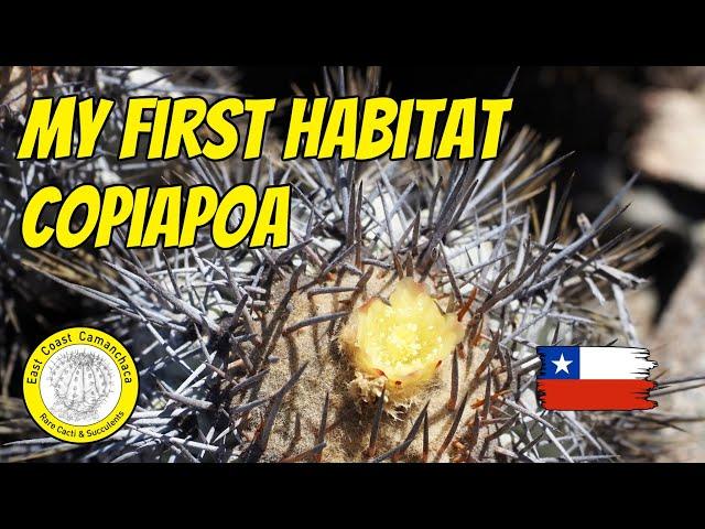 Home of Copiapoa atacamensis 