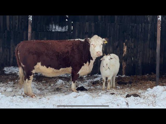 Как зимуют Тяжеловозы, Коровы и Овцы