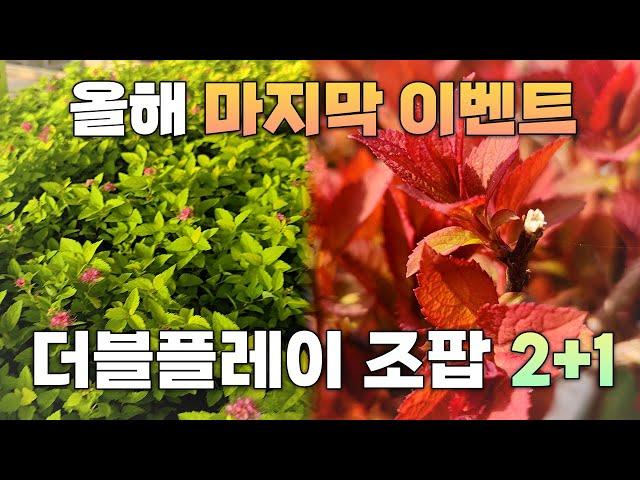 2024년 마지막 이벤트 더블플레이 조팝 P13 사이즈 2+1... 놓치지 마시고 꿀템 챙겨가세요~~~!!!!!!!!!!!