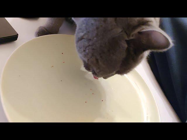 Naughty Cat Licking From Master's Dinner Plate