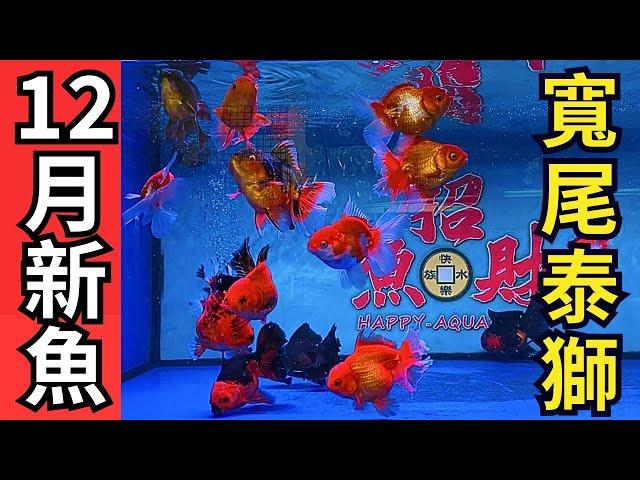 12月新魚  寬尾泰獅亞成魚..能養大的體型