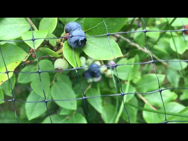 how to PROTECT your blueberries from birds