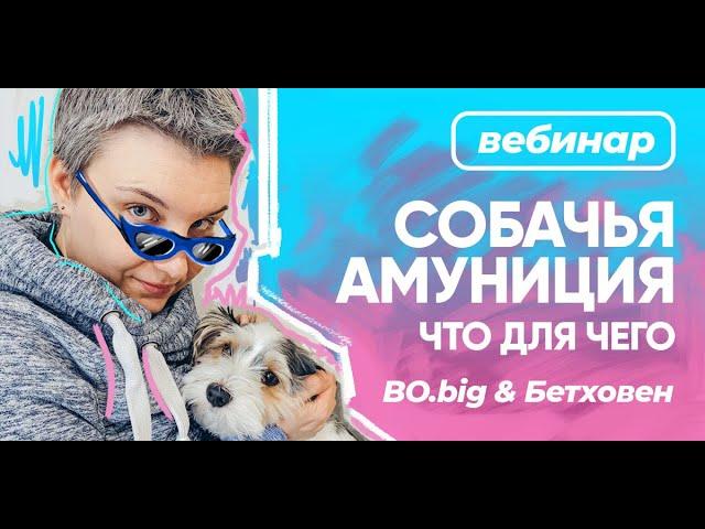 Бесплатный вебинар БО.big "Cобачья амуниция: что для чего"