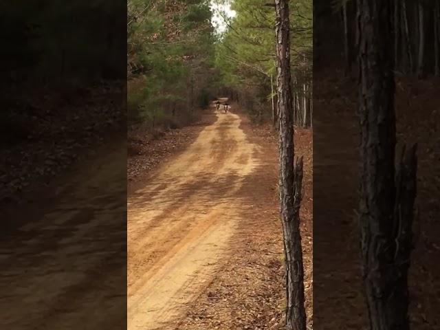 Apollo db-x18 dirt bike 125cc