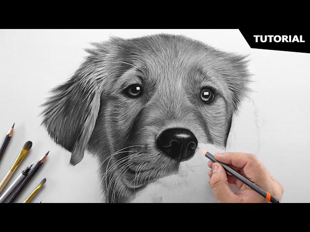 How to Draw a Realistic Dog | Tutorial for BEGINNERS