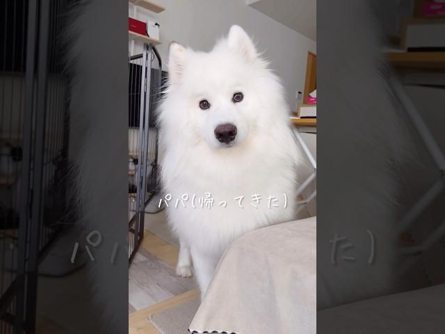 パパの帰宅を知った大型犬の反応が可愛い #サモエド #samoyed #癒し動画