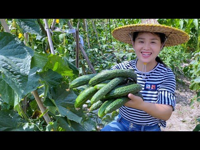 There are too many cucumbers to eat, try this method, 3 children rush to eat