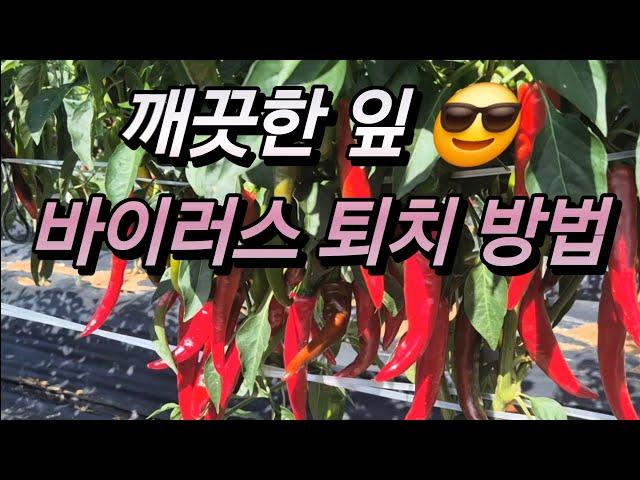 후반기 승부수!  바이러스를 이겨보자!