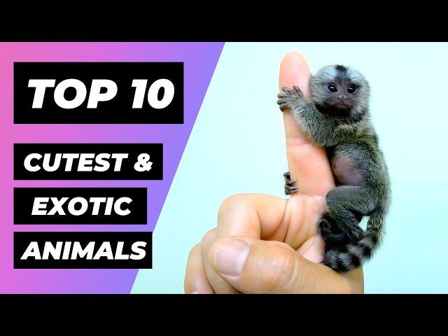 TOP 10 Cutest and Most EXOTIC ANIMALS In The World | 1 Minute Animals