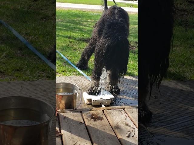 Siggy and the water fountain