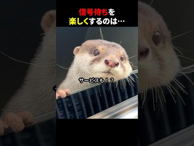 信号待ちを楽しくするのは… #ほっこりショート