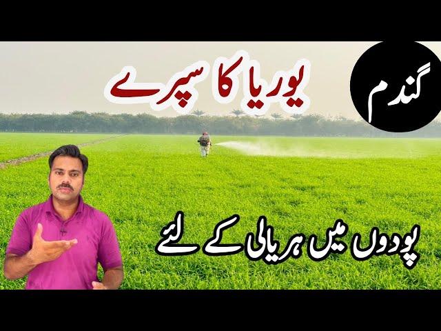 Urea spray on wheat crop | Yellowing in wheat field and its treatment | Abid Ali Agrarian