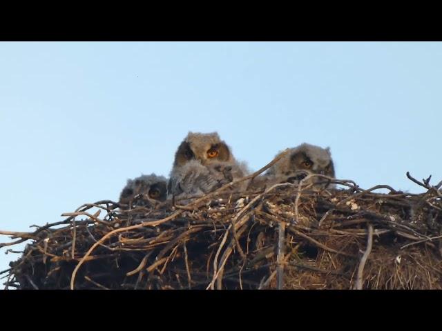 Crias de Bufo-real (Bubo bubo) em ninho de cegonha-branca - Castelo Branco 2022