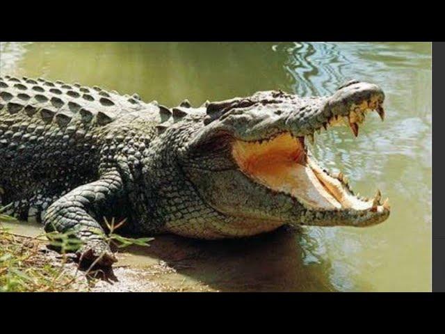 crocodilein manjeera rivarbe cerfullall my||al||frends