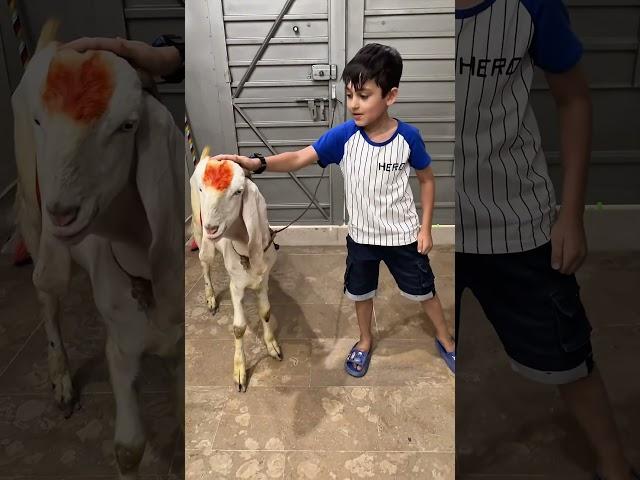 خاروف العيد  بابا عايزه خروف  #shorts