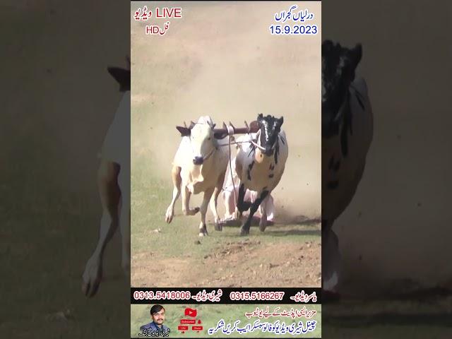 Bull Race In Pakistan 2023 in Kashmir Village  Darliyan Gujran  NO 6 #sherryvideobullrace