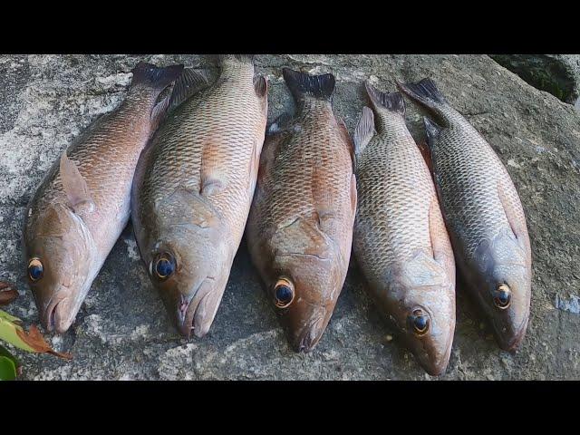 Insane Catch Cook On Deserted Island, Mangrove Snapper, Snook And Jack Crevalle