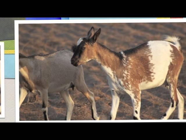Une ferme agro-écologique au Sénégal