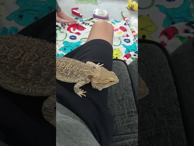 bearded dragon(charizard) acrobatics #viral #beardeddragon #family #wildlife #nature #trending #wifi