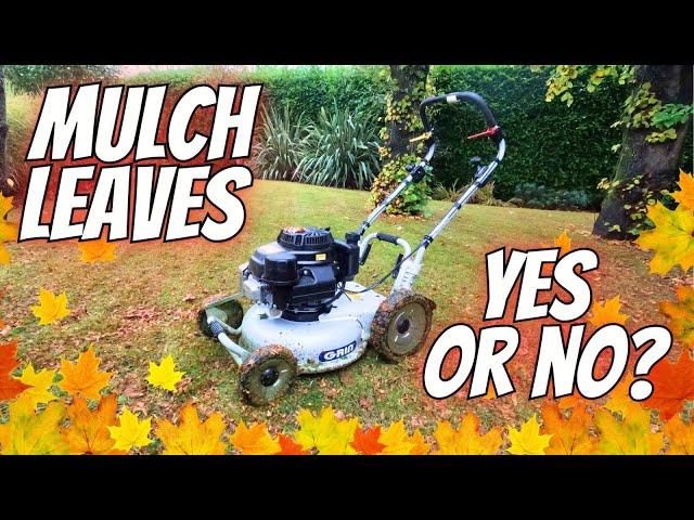 Can You MULCH Autumn Leaves Into YOUR LAWN?