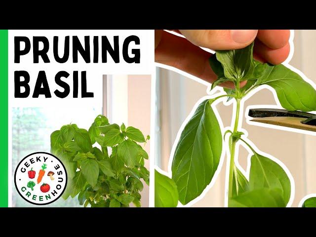 Pruning Basil For (Much) Bigger Yields - Geeky Greenhouse