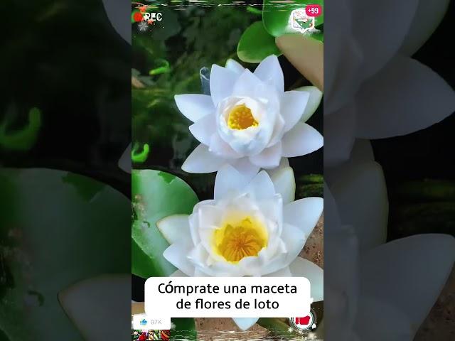 Create Your Own Small Lotus Pond with Seeds #indoorplants