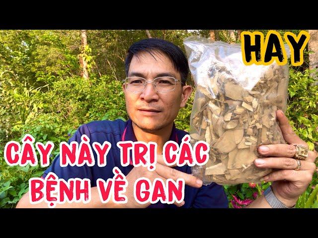 Cây này trị các bệnh về Gan rất tốt. PHAN HẢI Channel