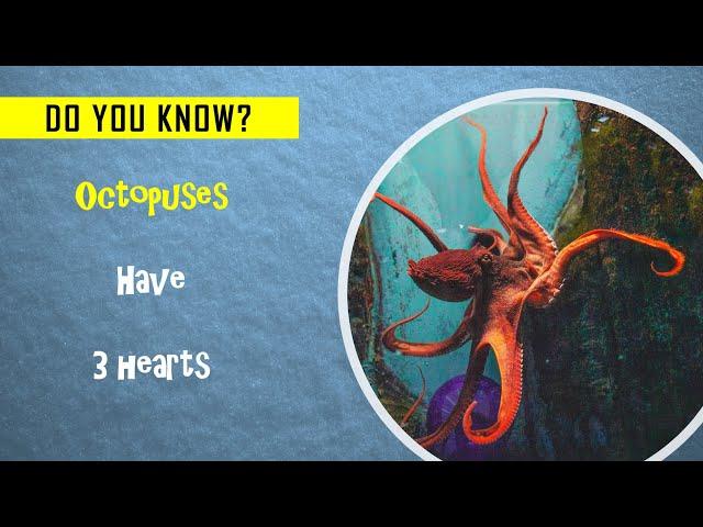 I Spy Octopus Challenge - Family Friendly Fun Game/animal facts [ Spot and Find Puzzles ]