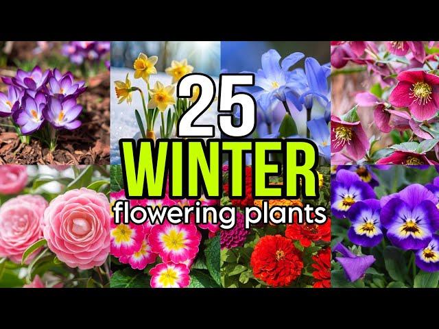 25 Best WINTER Flowering Plants | Flowering Plants that grow in Snow | Rare Flowers