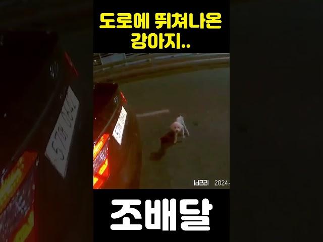 [제보영상] 도로에서 구출한 강아지