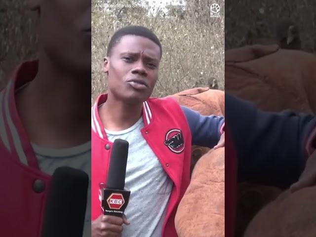 Mischievous baby elephant interrupts news recording in the most adorable way
