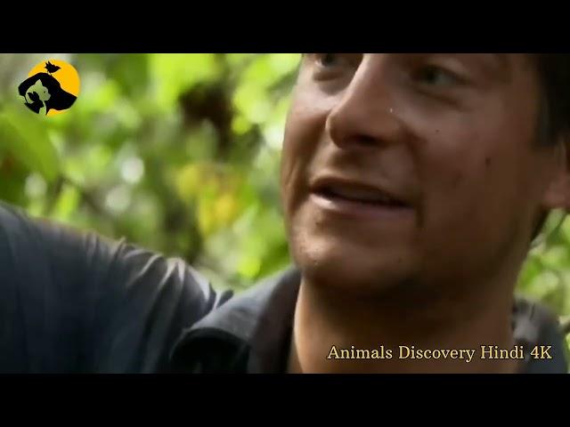 Animals Discovery Hindi 4K  // Hindi documentary video// Discovery Hindi