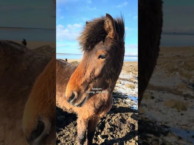 Is this Iceland's most beautiful black sand beach? ️ #iceland #icelandtravel #icelandvlog